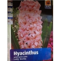 Hyakinthus orientalis