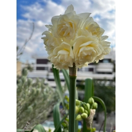 Narcissus-Bridal crown-Daffodil