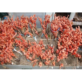 Grapevines root