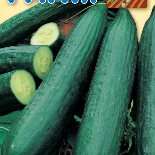 Αγγούρι Κοντό