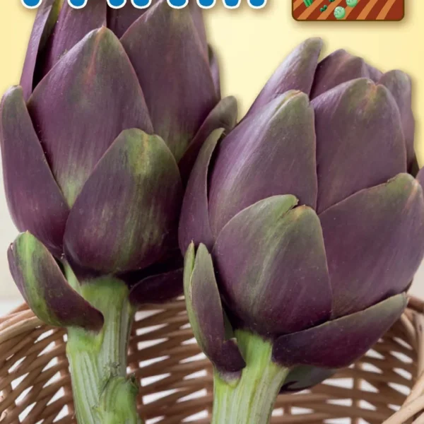 Αγκινάρα 'Violetto di Romagna'