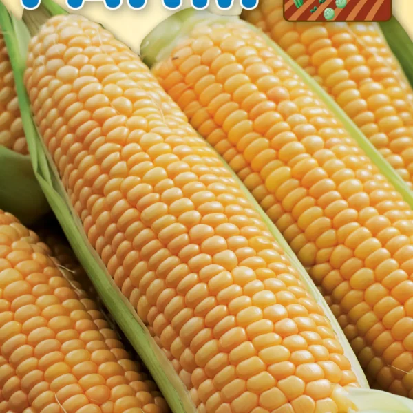 Καλαμπόκι Γλυκό