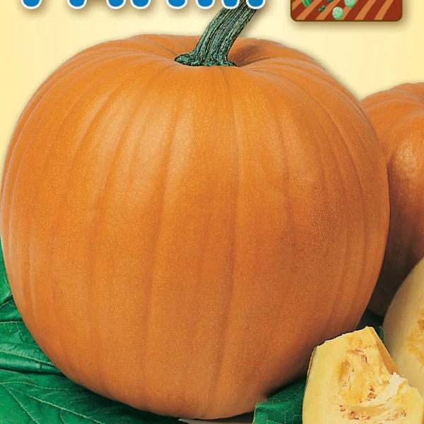 Κολοκύθα 'Quintale Seme Gallo'