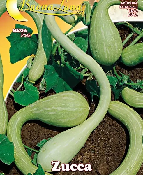 Κολοκύθι Τρομπέτα