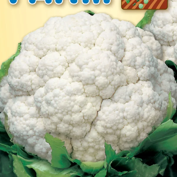 Κουνουπίδι Άσπρο