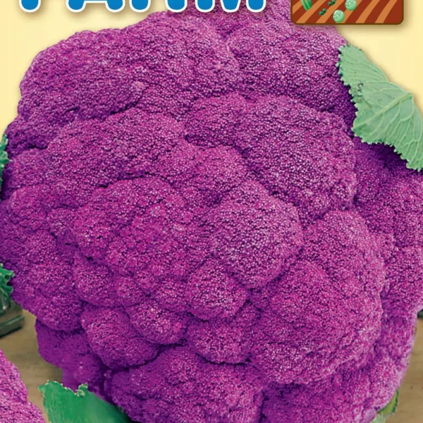 Κόκκινο Κουνουπίδι