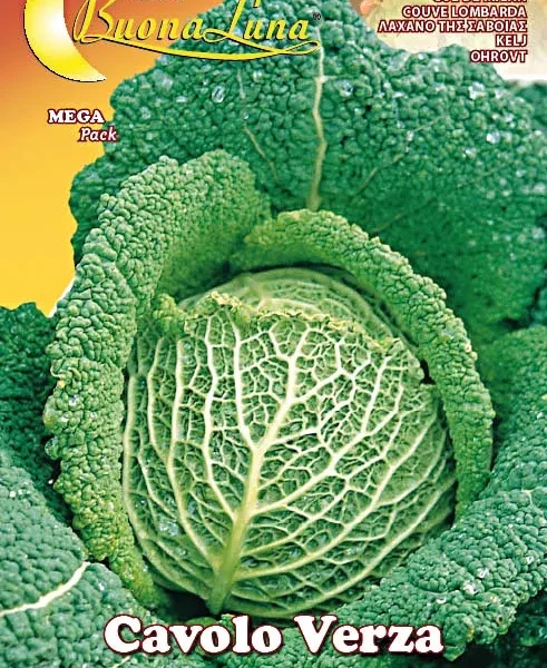 Λάχανο της Σαβοΐας