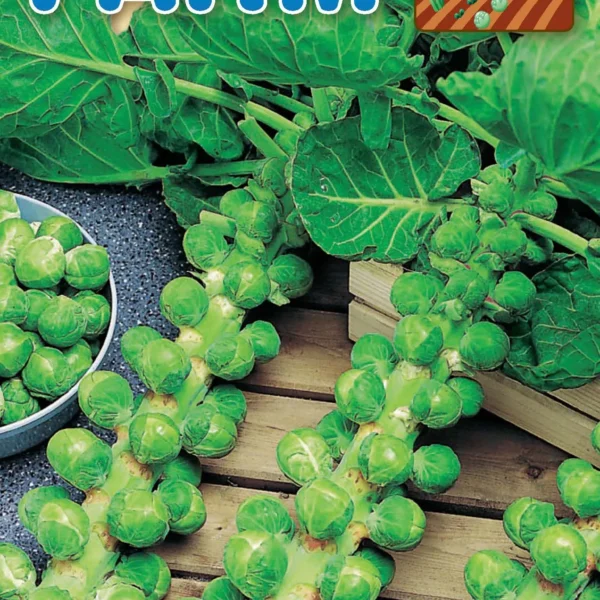 Λαχανάκι Βρυξελλών