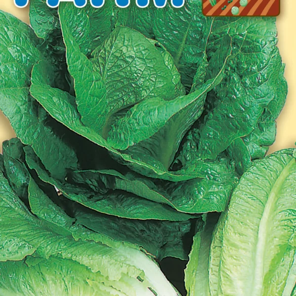 Μαρούλι Ρομάνα Καλοκαιρινή