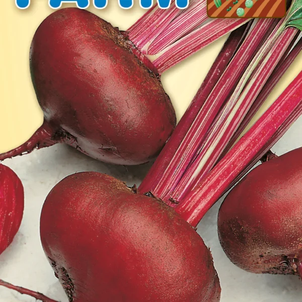 Πατζάρι Αιγύπτου