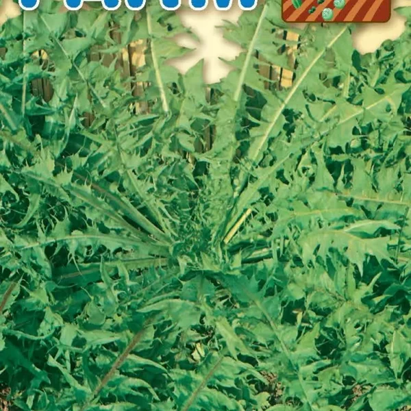 Ραδίκι Άγριο Άσπρο