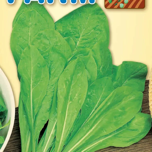 Ραδίκι Ήμερο