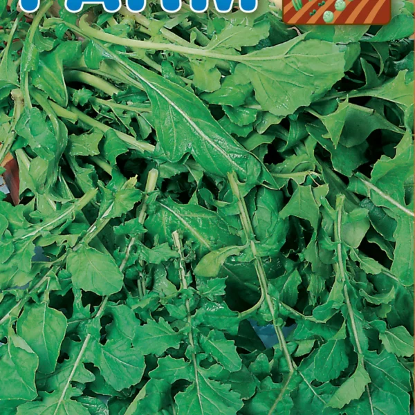 Arugula