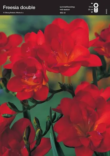 Φρέζια κόκκινη(en translation)