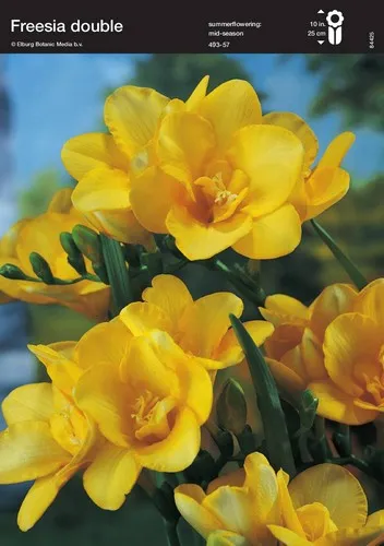 Φρέζια κίτρινη(en translation)