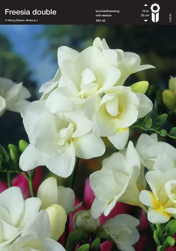 Φρέζια Άσπρη(en translation)