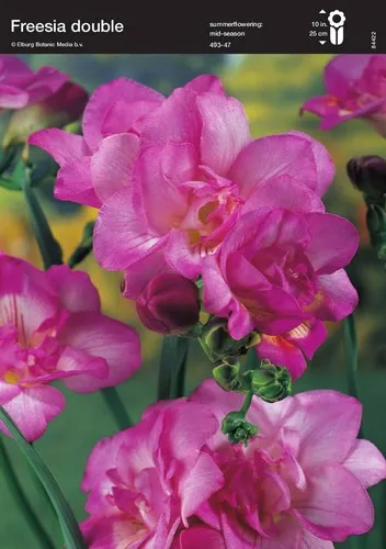 Φρέζια ροζ(en translation)