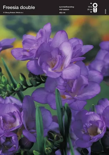 Φρέζια μωβ(en translation)