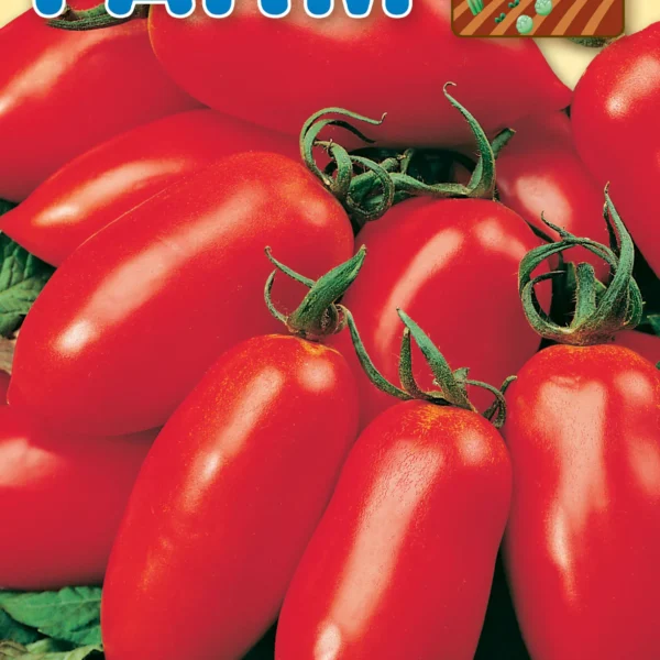Tomato Pomodoro San Marzano