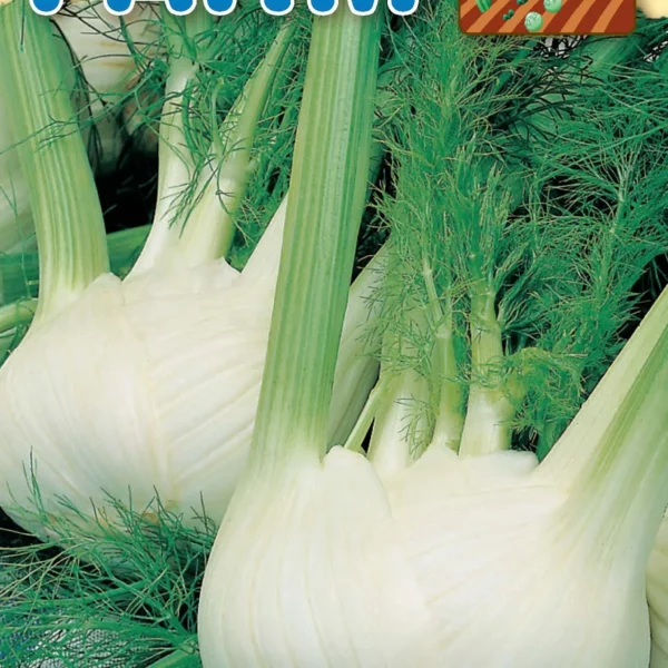 Florence fennel
