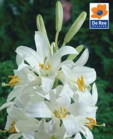 Κρίνος της Παναγίας(en translation)