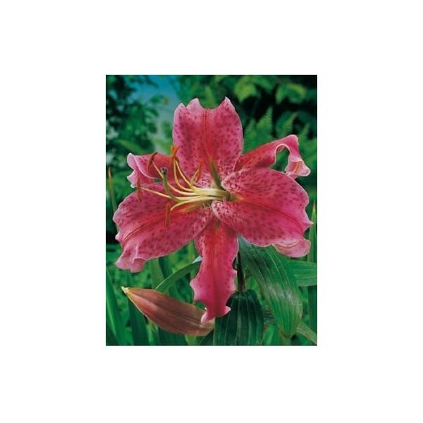 Λίλιουμ Barracuda(en translation)