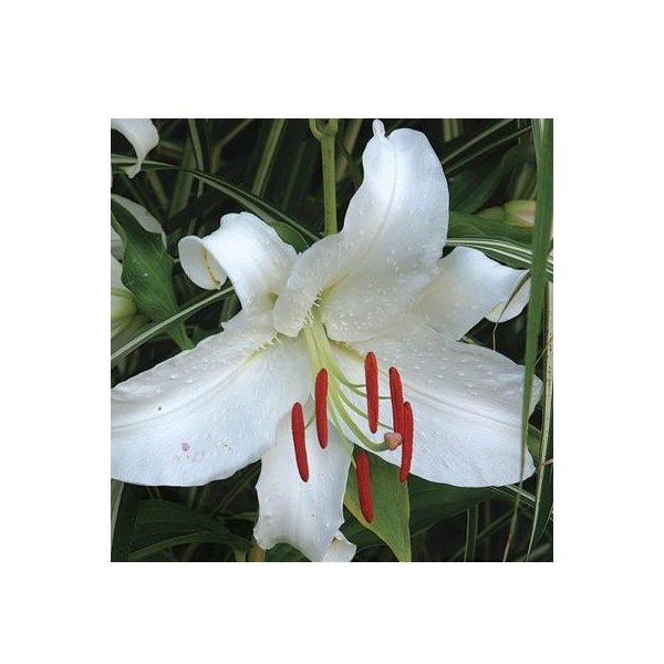 Λίλιουμ Casa bianca(en translation)