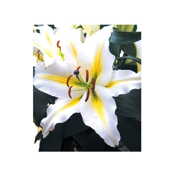 Λίλιουμ Devotion(en translation)