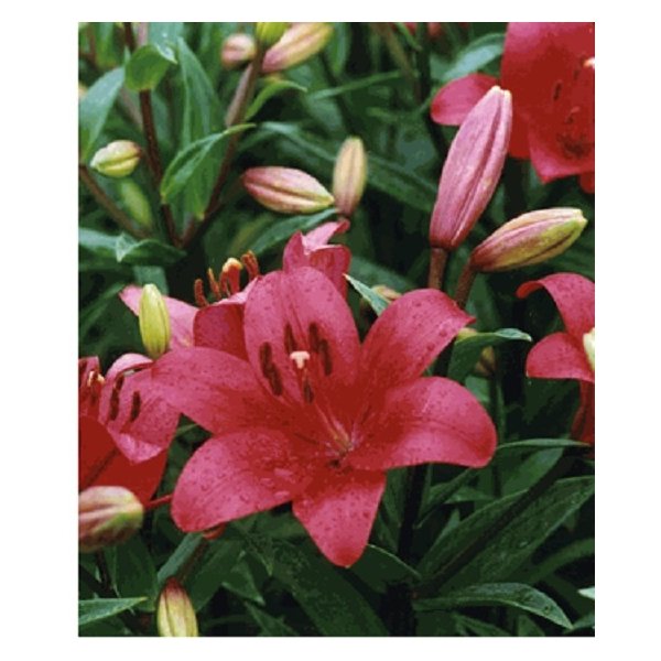 Λίλιουμ Fangio(en translation)