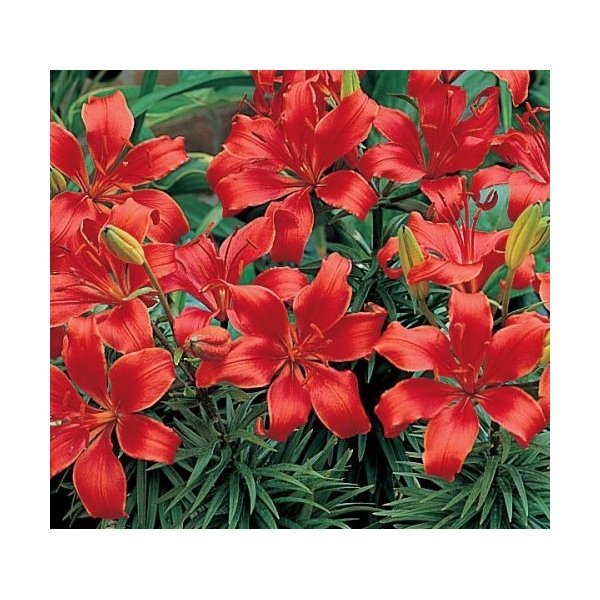 Λίλιουμ Fire king(en translation)