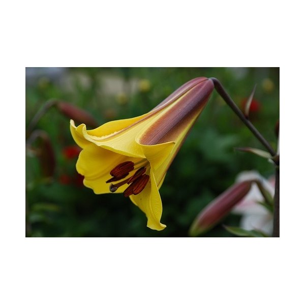 Λίλιουμ Golden Splendour(en translation)