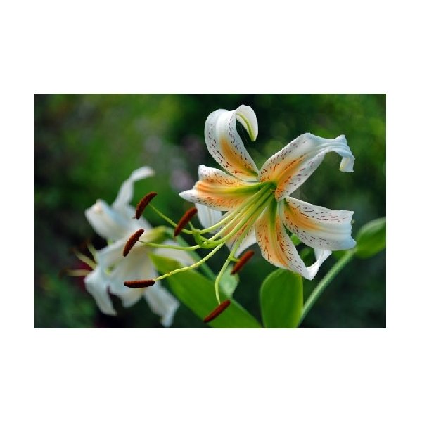 Λίλιουμ Lady Alice(en translation)