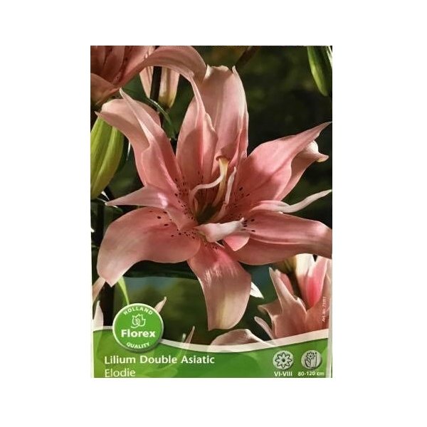 Λίλιουμ Asiatic Lily "Elodie"(en translation)