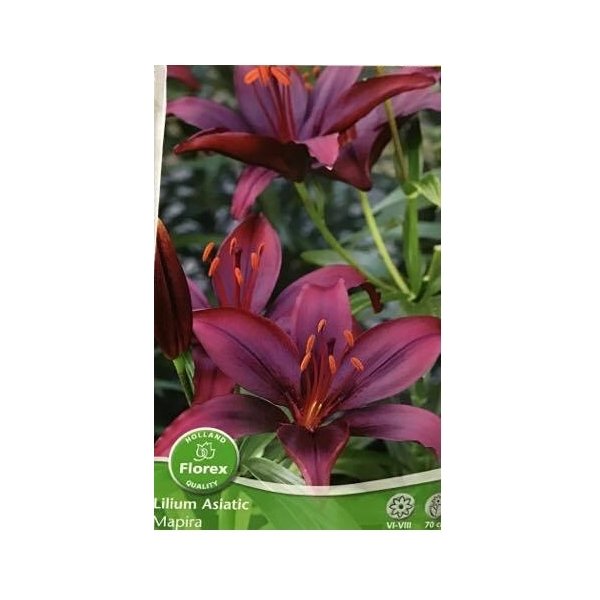 Λίλιουμ Asiatic Lily "Mapira"(en translation)