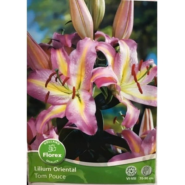 Λίλιουμ Asiatic Lily "Tom Pouce"(en translation)