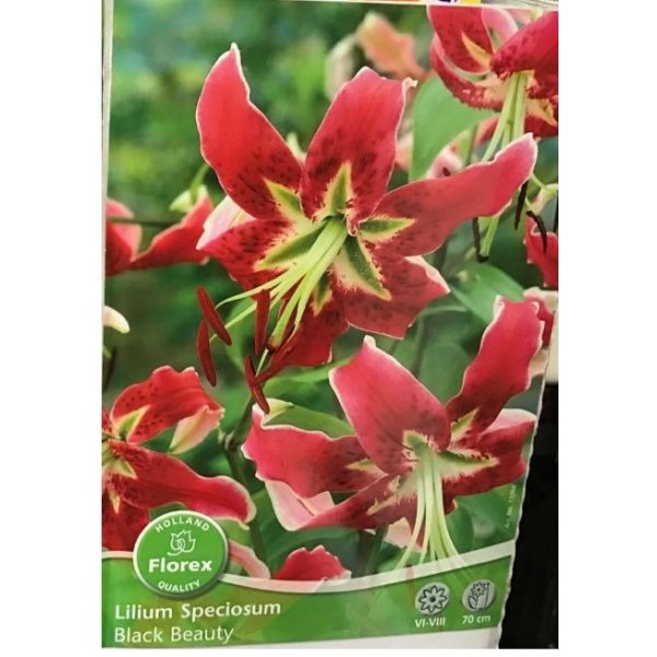 Λίλιουμ Asiatic Lily "Black Beauty"(en translation)