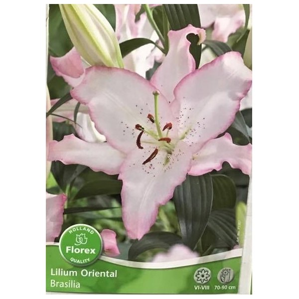 Λίλιουμ Asiatic Lily "Brasilia"(en translation)