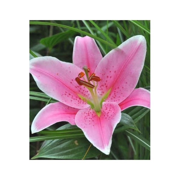 Λίλιουμ Con Amore(en translation)