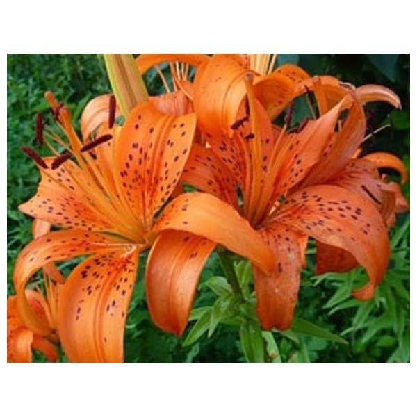 Λίλιουμ Enchantment(en translation)