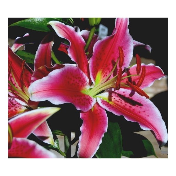 Λίλιουμ Merostar(en translation)