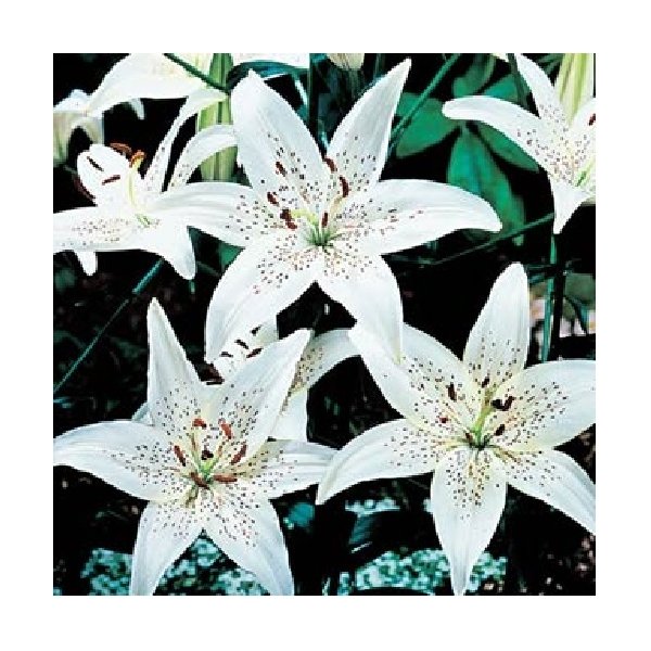 Λίλιουμ Star white(en translation)