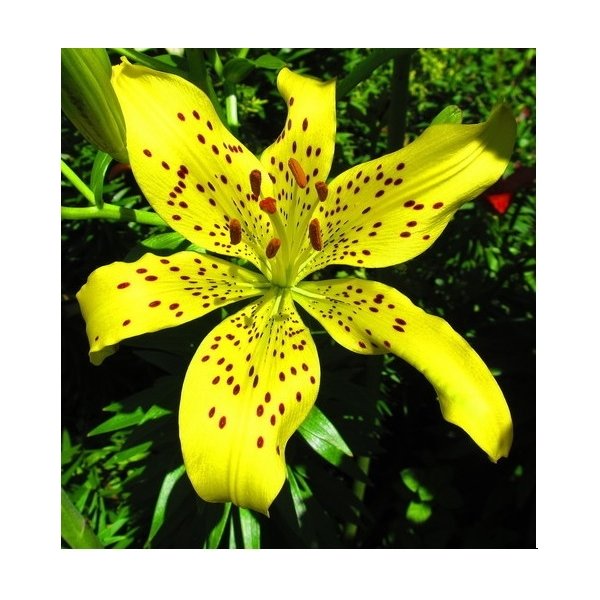 Λίλιουμ Yellow star(en translation)