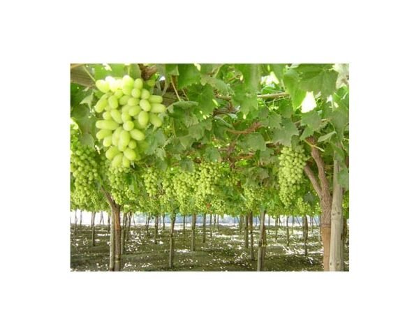 Τόμσον(en translation)