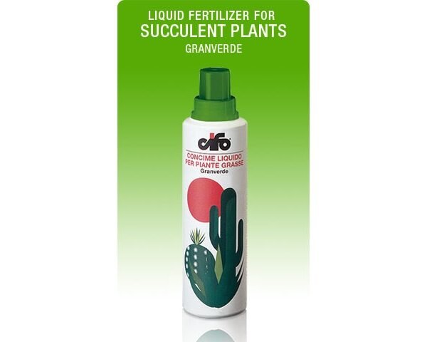 ΠΑΧΥΦΥΤΑ-SUCCULENT PLANTS