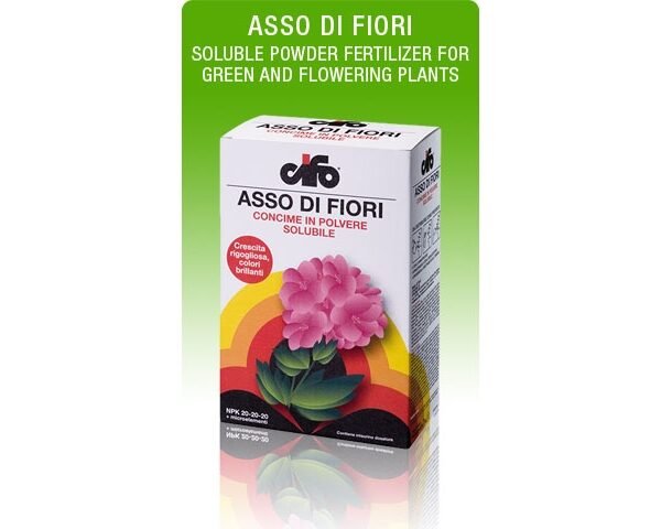 Asso di FIORI(en translation)