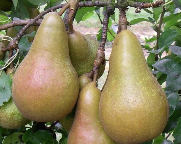 Αμπάτε Φέτελ