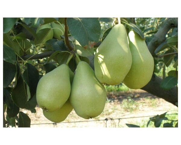 Κρυστάλλι-Βουτυράτο(en translation)