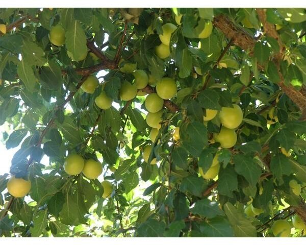 Κορομηλιά(en translation)