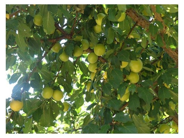 Κορομηλιά(en translation)