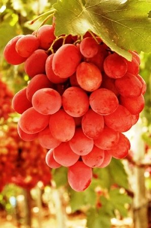 ΡΕΝΤ ΓΚΛΟΜΠ(en translation)